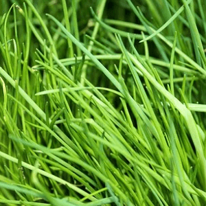 BOUQUET CIBOULETTE - 